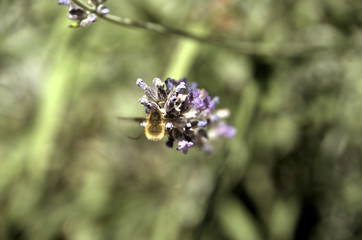 Large bee-fly or the dark-edged bee-fly (Bombylius major), a parasitic bee mimic fly visiting lavender