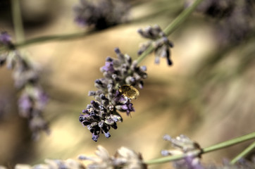Large bee-fly or the dark-edged bee-fly (Bombylius major), a parasitic bee mimic fly visiting lavender