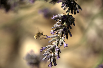 Large bee-fly or the dark-edged bee-fly (Bombylius major), a parasitic bee mimic fly visiting lavender