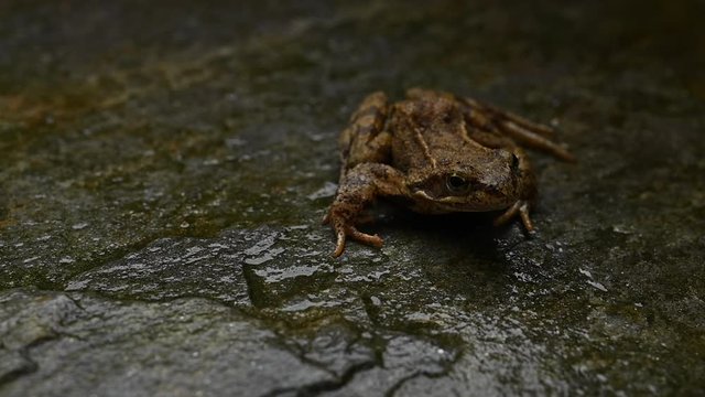 Frog On Wet Rock. Rana arvalis