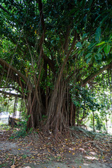Florianópolis/ SC/ Brazil Fisherman's houses and nature on Florianópolis Island, at 