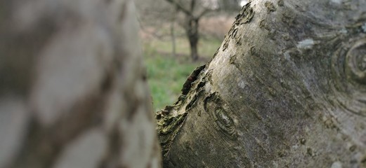 trunk of a tree