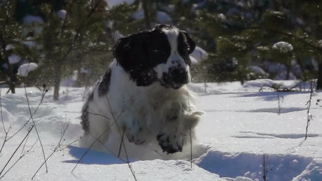 Happy black and white english cocker spaniel is jumping in the snow on the winter training