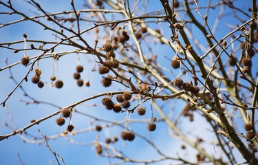 Bare branches with fruits of Platanus × Acerifolia, the London planetree.