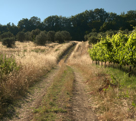 Fototapeta na wymiar Farm track and vineyards in Summer sunlight, Tuscan region of Montesperli in Florence