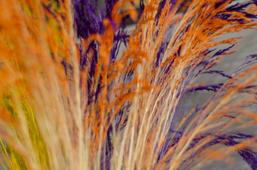 Brown and Blue Plant, Home Decoration