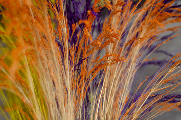 Brown and Blue Plant, Home Decoration