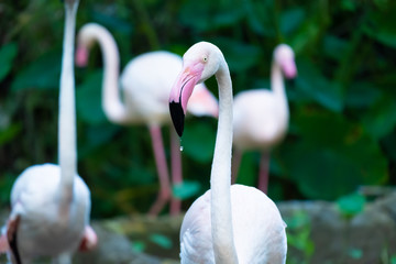 Naklejka premium Greater Flamingo