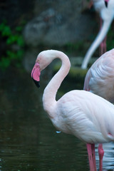 Greater Flamingo