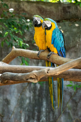 Macaw