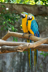 Macaw