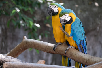 Macaw