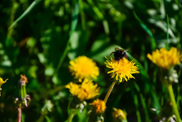 Green grass. Yellow dandelion. Close-up of bumblebee on the flower.