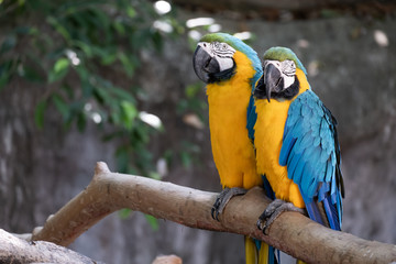 Macaw