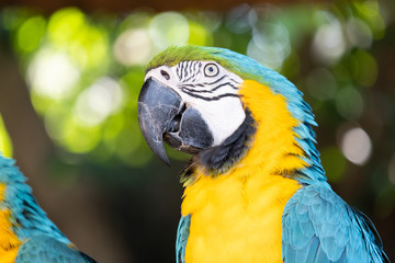 Macaw