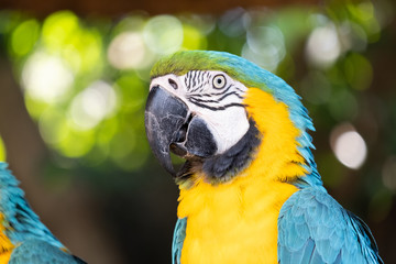 Macaw