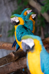 Macaw