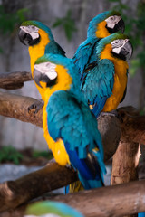 Macaw