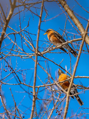 Early spring robin sited in Wisconsin. Eating berries left on a hackberry tree.