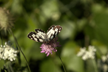Melenargia galathea; marbled white butterfly in Tuscan meadow