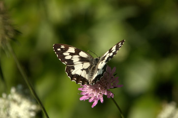 Melenargia galathea; marbled white butterfly in Tuscan meadow