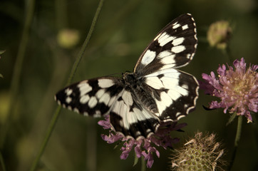 Melenargia galathea; marbled white butterfly in Tuscan meadow