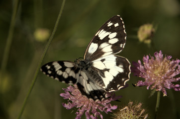 Obraz na płótnie Canvas Melenargia galathea; marbled white butterfly in Tuscan meadow