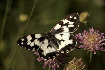 Fototapeta na wymiar Melenargia galathea; marbled white butterfly in Tuscan meadow