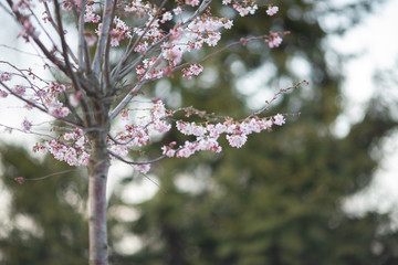 Sakura or cherry blossom flower full bloom