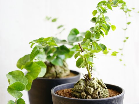 Dioscorea elephantipes
