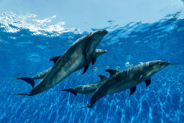 dolphin fantasy