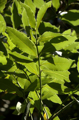 Bay leaves (Laurus nobilis) in Summer sunlight in a Tuscan garden near Florence