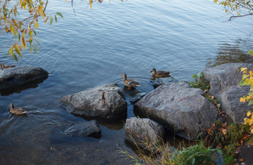Four ducks in a lake between shore stones