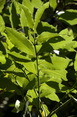 Bay leaves (Laurus nobilis) in Summer sunlight in a Tuscan garden near Florence
