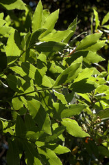 Bay leaves (Laurus nobilis) in Summer sunlight in a Tuscan garden near Florence