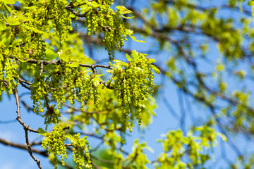 Blooming English oak