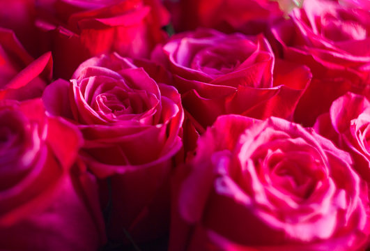 Vivid pink roses bouquet close-up