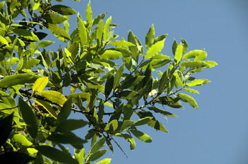 Bay leaves (Laurus nobilis) in Summer sunlight in a Tuscan garden near Florence