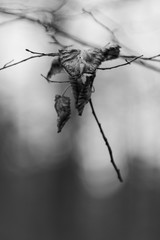 il peso delle foglie