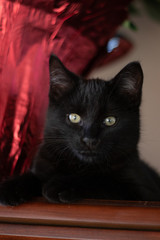 Black Kitten Head Shot with Yellow Eyes