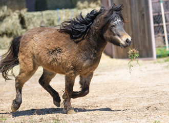 Brown miniature horse playing with weeds