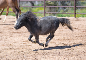 Miniature horse galloping around