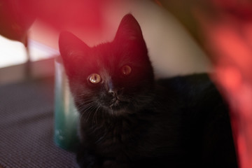 Black Kitten Head Shot with Yellow Eyes