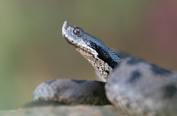 Head detail of a beautiful male Lataste's viper (Vipera latastei gaditana)