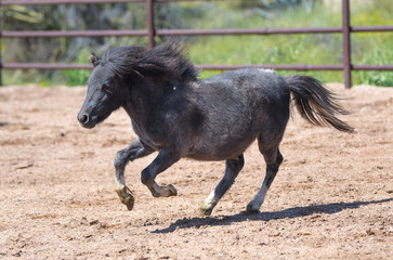 Black miniature horse running