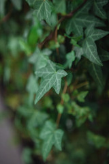 green leaves of a tree