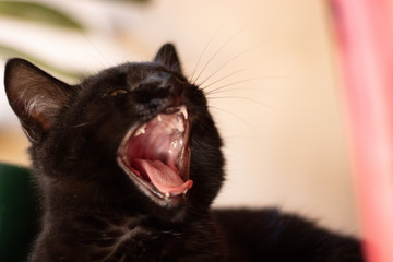 Black Kitten Head Shot Opening Mouth