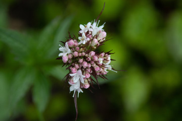 Close up of Flowers in bloom early spring