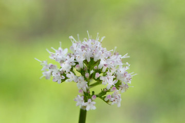 Close up of Flowers in bloom early spring