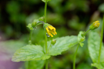 Close up of Flowers in bloom early spring